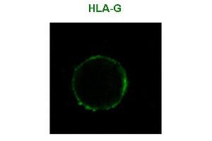 Immunofluorescence staining of HLA-G1 transfectants (LCL-HLA-G1) using anti-human HLA-G () Alexa Fluor ® 488 Fab-fragment. (HLAG 抗体  (FITC))
