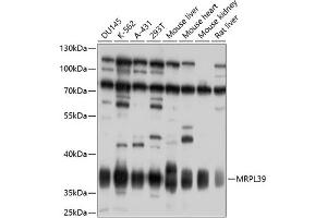 Western blot analysis of extracts of various cell lines, using MRPL39 antibody  at 1:1000 dilution. (MRPL39 抗体  (AA 39-338))
