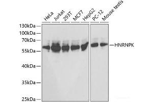 Western blot analysis of extracts of various cell lines using HNRNPK Polyclonal Antibody at dilution of 1:1000. (HNRNPK 抗体)