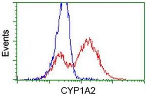 HEK293T cells transfected with either RC221636 overexpress plasmid (Red) or empty vector control plasmid (Blue) were immunostained by anti-CYP1A2 antibody (ABIN2453827), and then analyzed by flow cytometry. (CYP1A2 抗体)