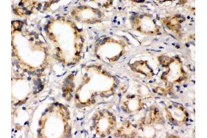 Immunohistochemistry (IHC) image for anti-FXYD Domain Containing Ion Transport Regulator 1 (FXYD1) (AA 21-92) antibody (ABIN3043831)