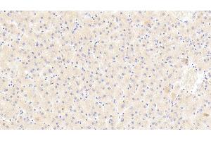 Detection of NT in Human Liver Tissue using Polyclonal Antibody to Neurotensin (NT) (Neurotensin 抗体  (AA 42-167))