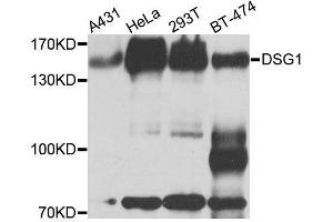 Western blot analysis of extracts of various cell lines, using DSG1 antibody (ABIN6003544) at 1/1000 dilution. (Desmoglein 1 抗体)