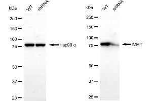 Western blotting analysis using IMMT antibody (ABIN7799040). (IMMT 抗体)