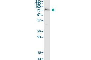 AK5 MaxPab rabbit polyclonal antibody. (Adenylate Kinase 5 抗体  (AA 1-536))