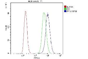 anti-Profilin 1 (PFN1) (AA 116-140), (C-Term) antibody