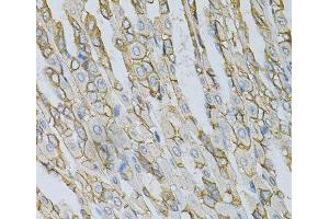 Immunohistochemistry of paraffin-embedded Mouse stomach using AP2B1 Polyclonal Antibody at dilution of 1:100 (40x lens). (AP2B1 抗体)