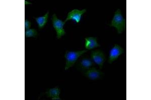 Immunofluorescence (IF) image for anti-CD274 (PD-L1) (AA 19-238) antibody (ABIN7164674)