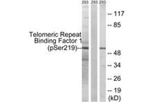 Western blot analysis of extracts from 293 cells treated with paclitaxel 1uM 24h, using Telomeric Repeat Binding Factor 1 (Phospho-Ser219) Antibody. (TRF1 抗体  (pSer219))
