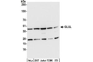 Western Blotting (WB) image for anti-Glutamate-Ammonia Ligase (GLUL) (AA 323-373) antibody (ABIN7450289)