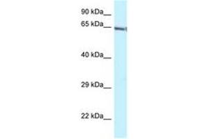 Image no. 1 for anti-GATA Zinc Finger Domain Containing 2B (GATAD2B) (C-Term) antibody (ABIN6747726) (GATAD2B 抗体  (C-Term))
