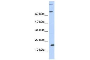 Western Blot showing CCL7 antibody used at a concentration of 1. (CCL7 抗体  (N-Term))