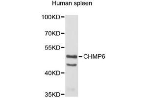 Western blot analysis of extracts of human spleen, using CHMP6 antibody (ABIN5972875). (CHMP6 抗体)