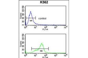 Flow cytometry analysis of K562 cells (bottom histogram) compared to a negative control cell (top histogram). (MFAP5 抗体  (C-Term))