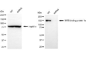 anti-Myb-Binding Protein 1A (MYBBP1A) antibody