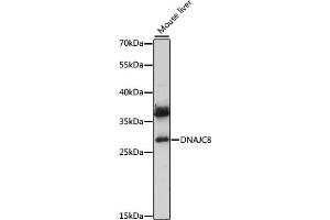 Western blot analysis of extracts of mouse liver, using DN antibody (ABIN7266829) at 1:1000 dilution. (DNAJC8 抗体  (AA 1-253))