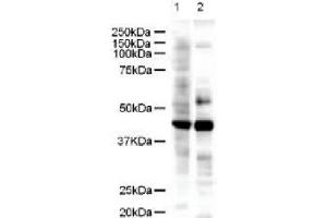Figure 1. (LIM Domain Binding 2 Protein 抗体  (AA 107-120))