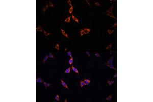 Immunofluorescence analysis of NIH-3T3 cells using  Rabbit pAb (ABIN6131387, ABIN6136467, ABIN6136469 and ABIN6222130) at dilution of 100 (40x lens). (ACSS2 抗体)