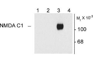 Western blots of 10 ug of HEK 293 cells expressing: Lane 1 - HEK cells without NR1 expression (Mock), Lane 2 - NR1 subunit containing only the C2 Insert, Lane 3 - NR1 subunit containing the C1 and C2' Insert, Lane 4 - NR1 subunit containing the N1 and C2' Insert showing specific immunolabeling of the ~120k NR1 subunit of the NMDA receptor containing the C1 splice variant insert. (GRIN1/NMDAR1 抗体)