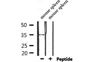 Western blot analysis of extracts from mouse spleen, using OR4D2 Antibody. (OR4D2 抗体)