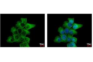 ICC/IF Image alpha Tubulin antibody detects TUBA1B protein at cytoskeleton by immunofluorescent analysis. (TUBA1B 抗体)