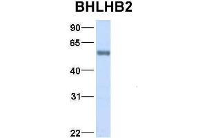 Host:  Rabbit  Target Name:  BHLHB2  Sample Type:  Human Fetal Lung  Antibody Dilution:  1. (BHLHE40 抗体  (Middle Region))