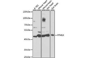 Western blot analysis of extracts of various cell lines, using PPM1K antibody (ABIN7269697) at 1:1000 dilution. (PPM1K 抗体  (AA 183-372))