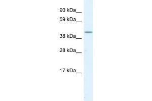 WB Suggested Anti-SERPINH1  Antibody Titration: 1. (SERPINH1 抗体  (C-Term))
