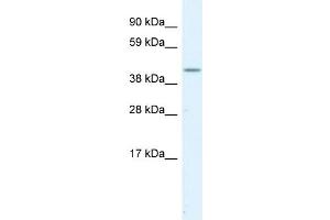 WB Suggested Anti-SERPINH1  Antibody Titration: 1. (SERPINH1 抗体  (C-Term))
