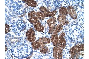 DDC antibody was used for immunohistochemistry at a concentration of 4-8 ug/ml to stain Epithelial cells of renal tubule (arrows) in Human Kidney. (DDC 抗体)