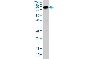 Western Blotting (WB) image for anti-Sp1 Transcription Factor (SP1) (AA 89-199) antibody (ABIN598936) (SP1 抗体  (AA 89-199))