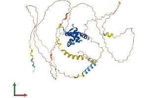 Protein Structure (PS) image for Forkhead Box N3 (FOXN3) (AA 1-490) protein (His tag) (ABIN7547832)