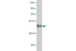 Western Blotting (WB) image for anti-BCL2-Associated Athanogene (BAG1) (AA 241-345) antibody (ABIN560027)