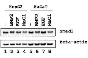 Western blot using  Affinity Purified anti-SMAD1 antibody shows detection of endogenous SMAD1 in whole cell lysates from human hepatoma (HEPG2, lanes 1-4) and keratinocyte (HaCaT, lanes 5-8) derived cell lines treated with PBS, BMP2, EGF, or NaCl for 1 h at 37°C before harvest. (SMAD1 抗体  (Internal Region))