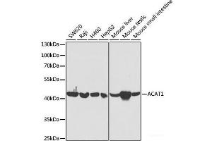 Western blot analysis of extracts of various cell lines using ACAT1 Polyclonal Antibody at dilution of 1:5000. (ACAT1 抗体)