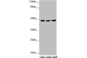 Western blot All lanes: BCS1L antibody at 3. (BCS1L 抗体  (AA 33-240))