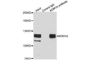 Immunoprecipitation analysis of 200ug extracts of HeLa cells using 3ug KDM1A antibody. (LSD1 抗体)