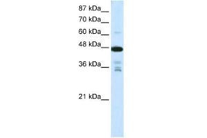 PRMT2 antibody used at 0. (PRMT2 抗体  (N-Term))