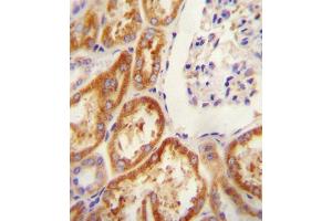 CLDN16 antibody (N-term) (ABIN654394 and ABIN2844136) immunohistochemistry analysis in formalin fixed and paraffin embedded human Kidney tissue followed by peroxidase conjugation of the secondary antibody and DAB staining. (Claudin 16 抗体  (N-Term))