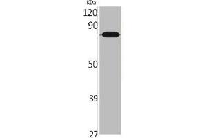 Western Blot analysis of various cells using CNG-2 Polyclonal Antibody (CNGA2 抗体  (Internal Region))