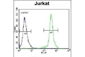 KLF14 Antibody (C-term) (ABIN654237 and ABIN2844068) flow cytometric analysis of Jurkat cells (right histogram) compared to a negative control cell (left histogram).