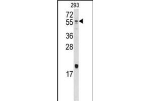 Western blot analysis of anti-Bmp10 Antibody (N-term) (ABIN388448 and ABIN2848754) in 293 cell line lysates (35 μg/lane). (BMP10 抗体  (N-Term))