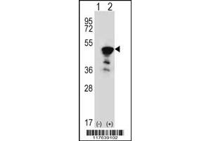 Western blot analysis of FEN1 using rabbit polyclonal FEN1 Antibody using 293 cell lysates (2 ug/lane) either nontransfected (Lane 1) or transiently transfected (Lane 2) with the FEN1 gene. (FEN1 抗体  (AA 243-272))