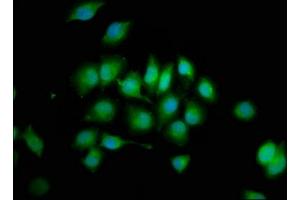 Immunofluorescence (IF) image for anti-Protein tyrosine Phosphatase, Non-Receptor Type 3 (PTPN3) (AA 365-505) antibody (ABIN7174107)