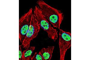 Fluorescent confocal image of A549 cell stained with ZNF207 Antibody (N-term). (ZNF207 抗体  (N-Term))
