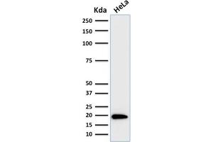 Western Blotting (WB) image for anti-Ferritin, Light Polypeptide (FTL) (AA 38-165) antibody (ABIN6939458)