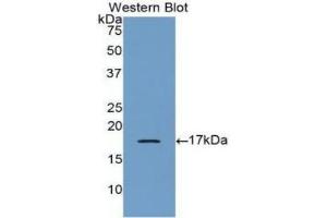 Detection of Recombinant BMP6, Human using Polyclonal Antibody to Bone Morphogenetic Protein 6 (BMP6) (BMP6 抗体  (AA 375-513))