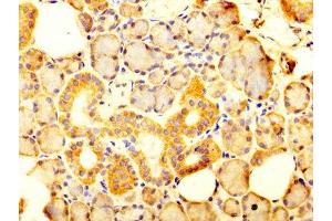 IHC image of ABIN7170071 diluted at 1:300 and staining in paraffin-embedded human salivary gland tissue performed on a Leica BondTM system.