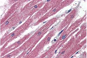 ABIN185342 (4µg/ml) staining of paraffin embedded Human Heart. (AIFM2 抗体  (N-Term))