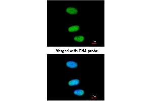 Immunofluorescence analysis of paraformaldehyde-fixed HeLa using AP22458PU-N SOX13 antibody at 1/200 dilution (SOX13 抗体  (AA 75-520))